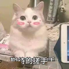 我的猫有很强的健康管理意识