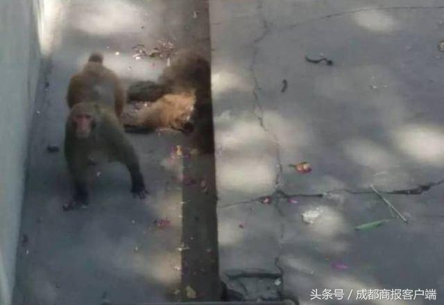 素帐飘雪