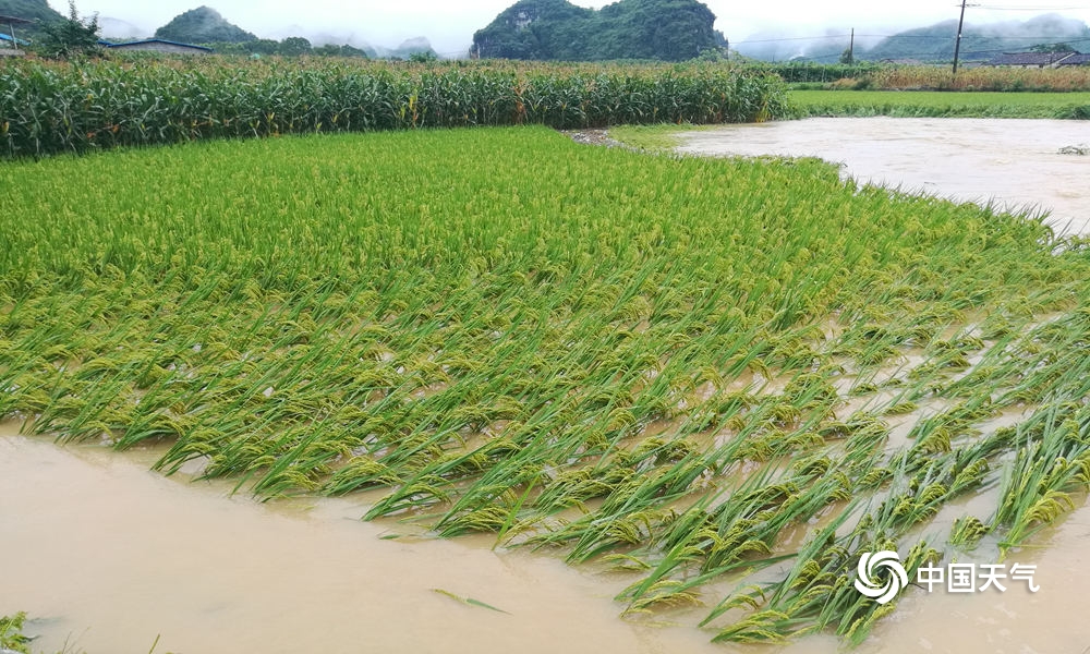 广西一地持续暴雨:稻田成河