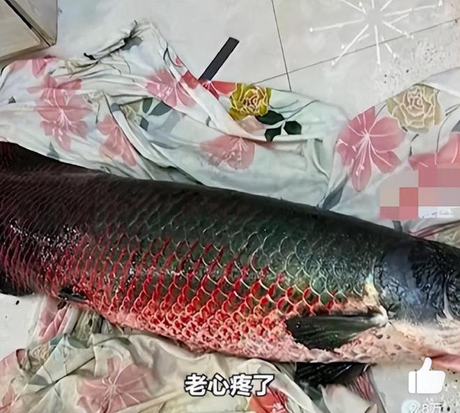 男子在家中建10米长鱼缸养巨骨舌鱼