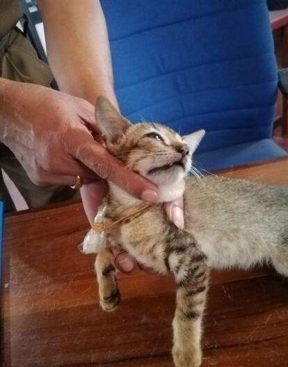 一只猫向监狱走私毒品被抓