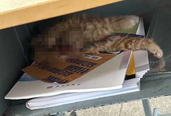 南大校猫被打碎头骨