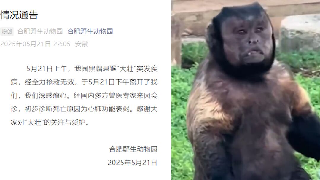 网红方脸猴“大壮”突发疾病离世