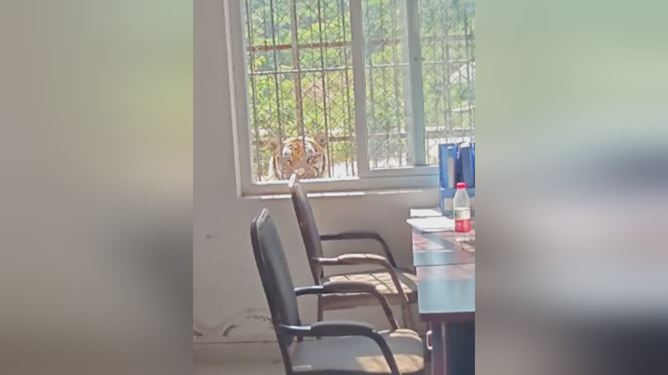惊险！饲养员办公室和虎室仅一窗之隔，安全措施够吗？