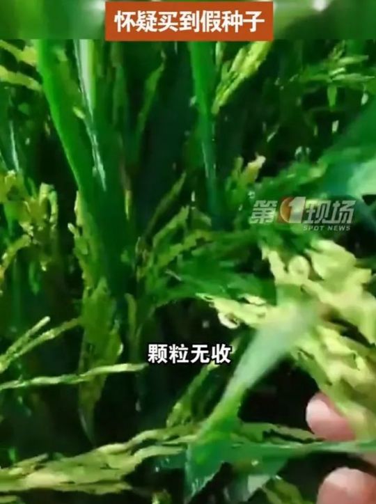 震惊！河南冰雹致小麦颗粒无收？假的！真相究竟如何？