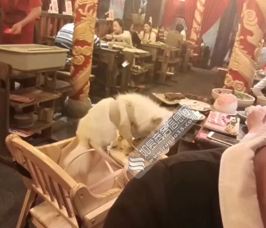 震惊！武汉现人狗分餐共享火锅店，宠物友好还是卫生隐患？