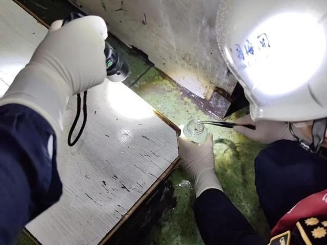 震惊！深圳海关截获蟑螂20000余只，背后隐藏哪些风险？