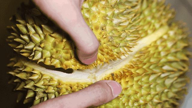 震惊！金枕榴莲降价300多，吃货们的春天来了？