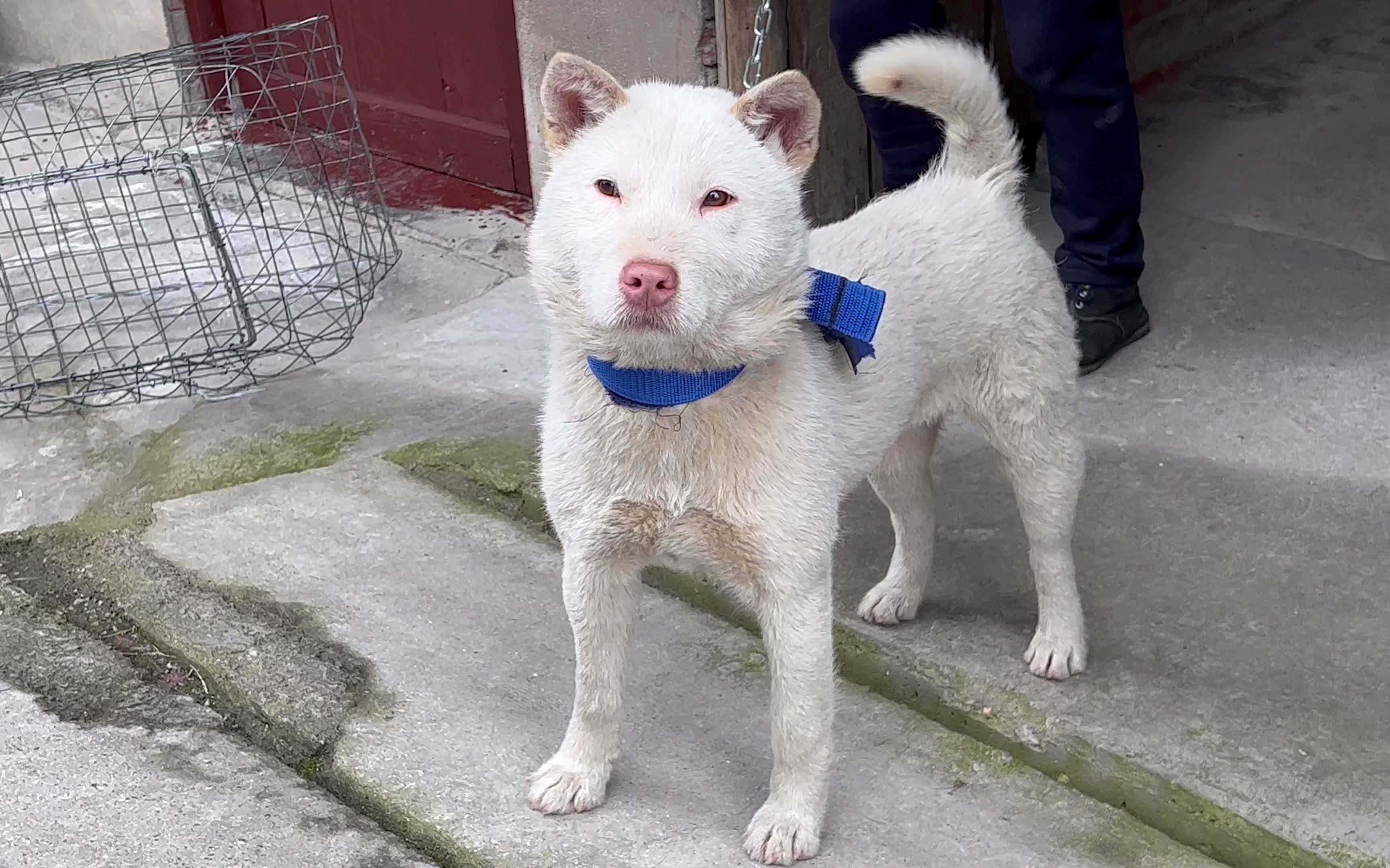 震惊！中国下司犬外网爆火 被称为中国狗王，背后原因让人意想不到！