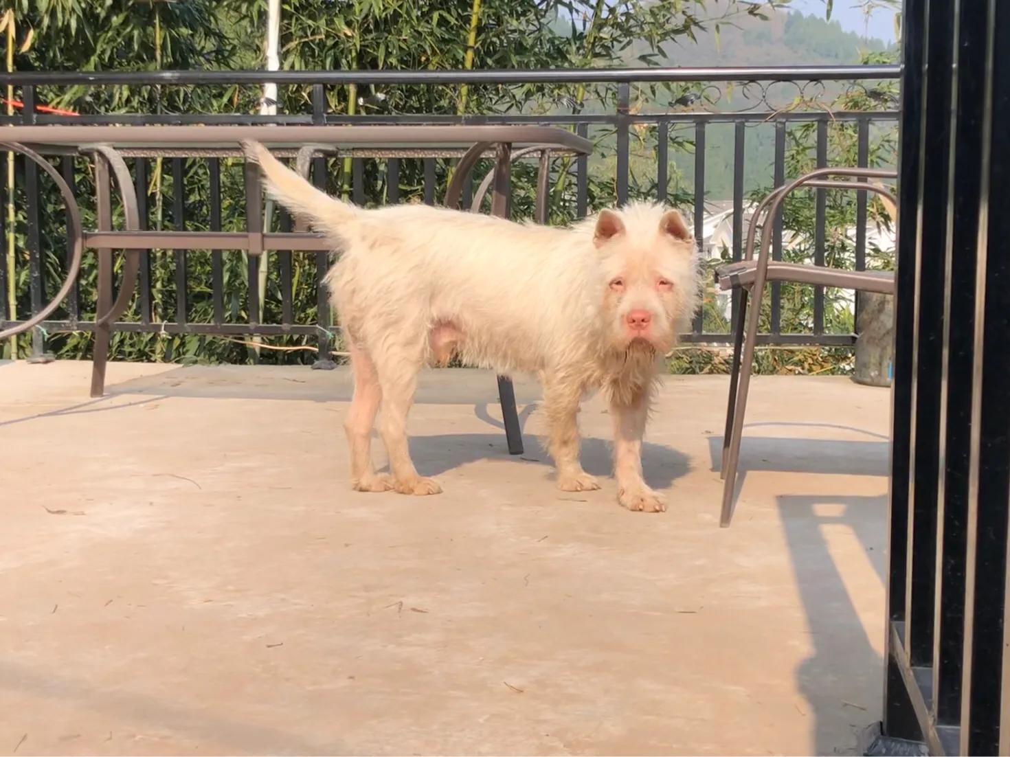 🔥震惊！中国下司犬外网爆火 被称为中国狗王，背后原因让人意外！