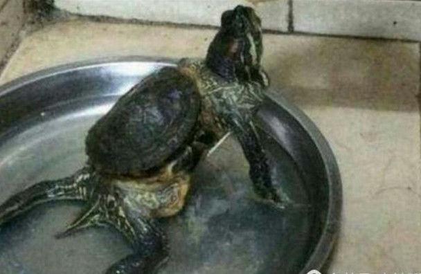 震惊！"死去"乌龟埋进花盆2个月后复活，专家揭秘生命奇迹