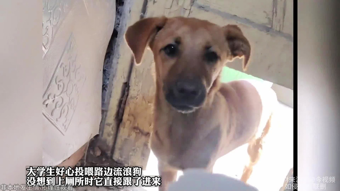 暖心！摊主投喂流浪狗后营业额涨了一半，背后原因让人感动！